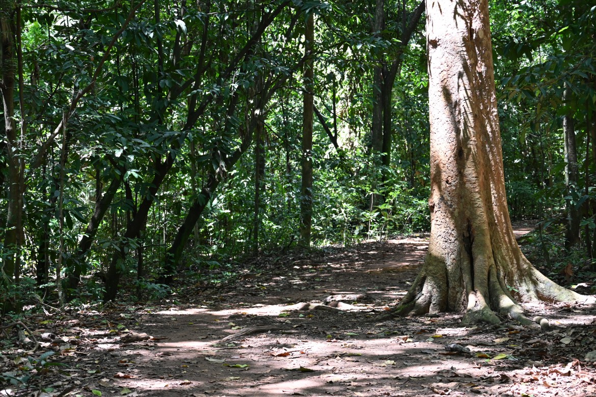 Arvore Centenária no Bosque dos Buritis