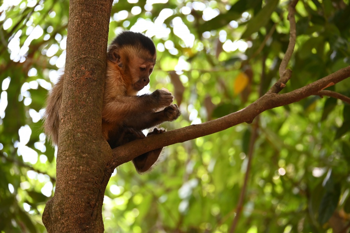 Macaco no Parque Areião