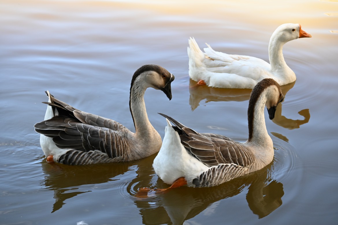 Cisnes no Lago - Foto Alex Martins
