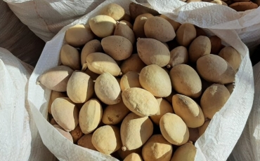 A Cultura do Baru Parte 2