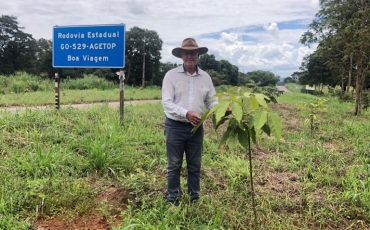 Alameda dos Ipês - Caminho de Cora