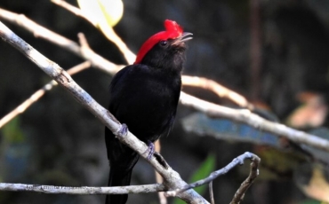 Birdwatching, potencial a ser explorado