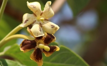 Exposição Fotográfica - Flores do Cerrado