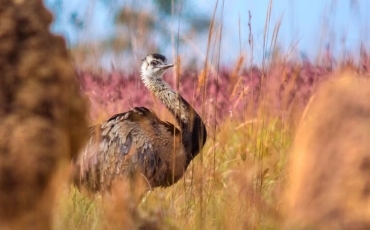 Exposição Parque Nacional das Emas - 60 anos