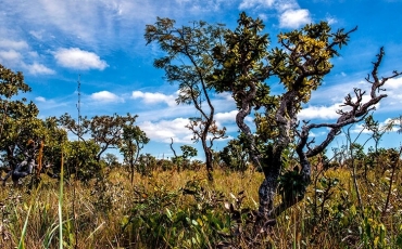 O Cerrado é um Hotspot?