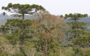 O que é Área de Relevante Interesse Ecológico (ARIE)