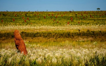 Parque das Emas e a preservação do Cerrado.