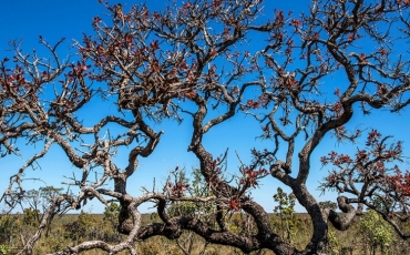 Parque Nacional das Emas 60 Anos - I