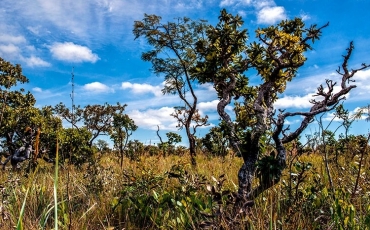 Saiba mais sobre o Cerrado - Parte I