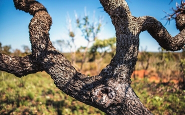 Saiba mais sobre o Cerrado - Parte II