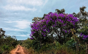 Saiba mais sobre o Cerrado - Parte III
