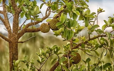 Saiba mais sobre o Cerrado - Parte IV