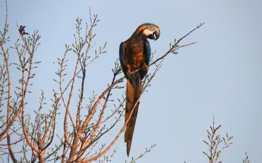 Saiba mais sobre o Cerrado - Parte V