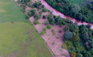 Startup de reflorestamento pode atrair turistas para Goiás