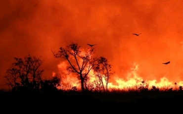 Um Dia da Árvore sem muito o que comemorar