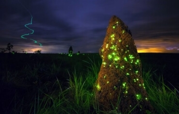 Bioluminescência no Parque das Emas