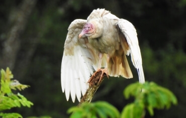 Birdwatching (Observação de Aves)
