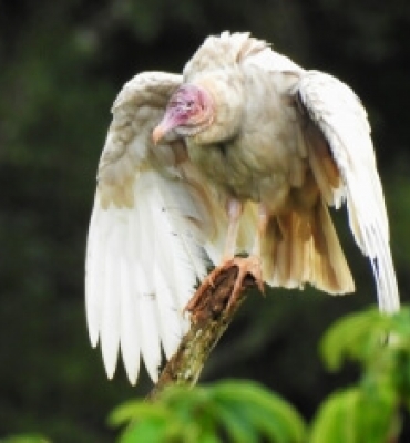 Birdwatching (Observação de Aves)