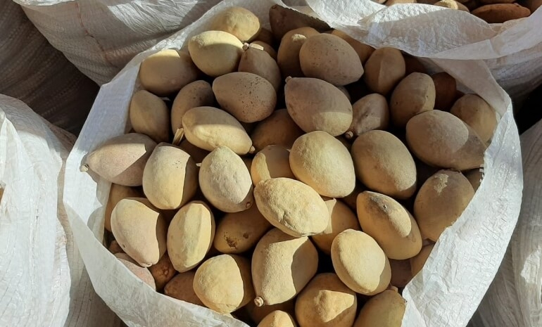 A Cultura do Baru Parte 2