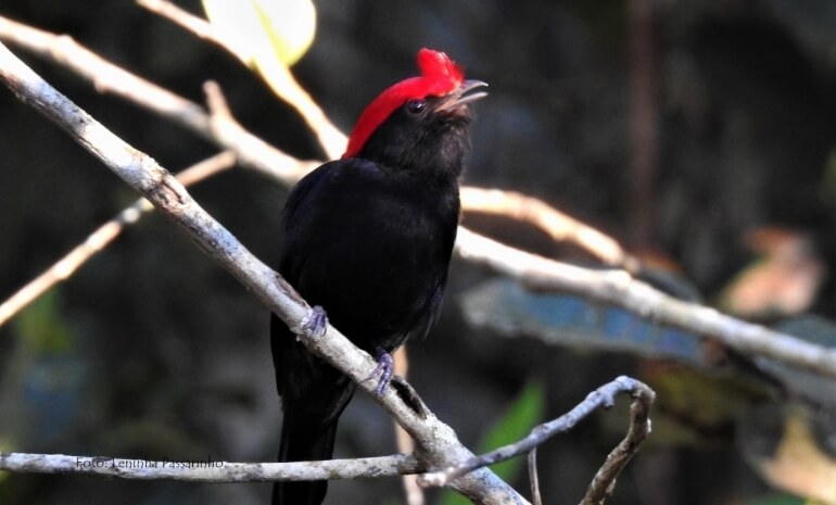 Birdwatching, potencial a ser explorado