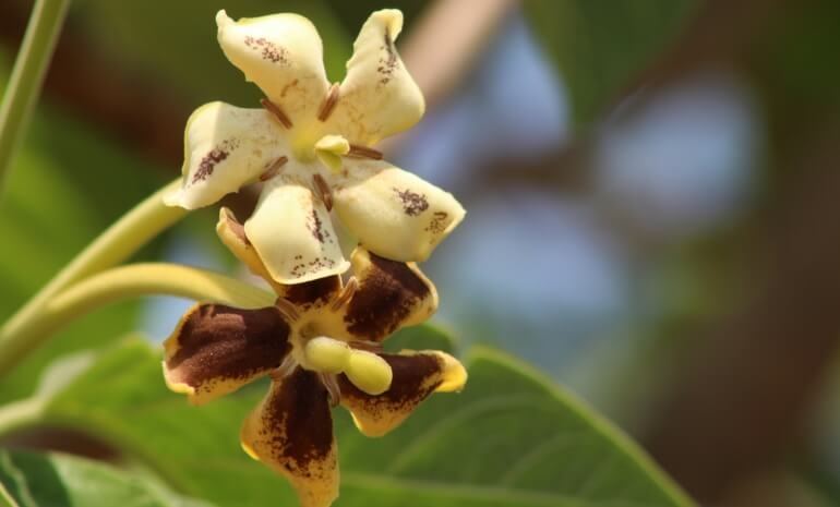 Exposição Fotográfica - Flores do Cerrado