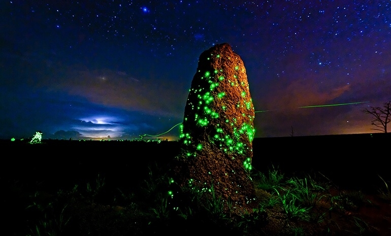 Exposição Parque Nacional das Emas - 60 anos - Bioluminescência 