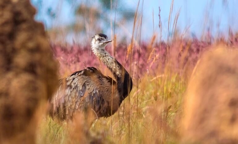 Exposição Parque Nacional das Emas - 60 anos