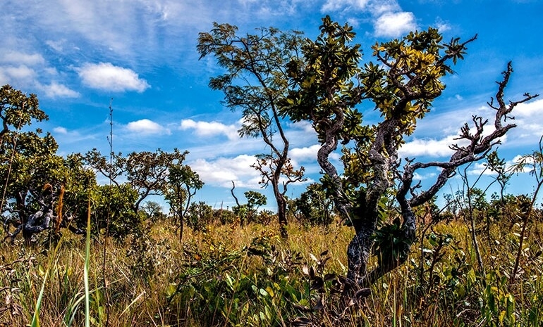O Cerrado é um Hotspot?