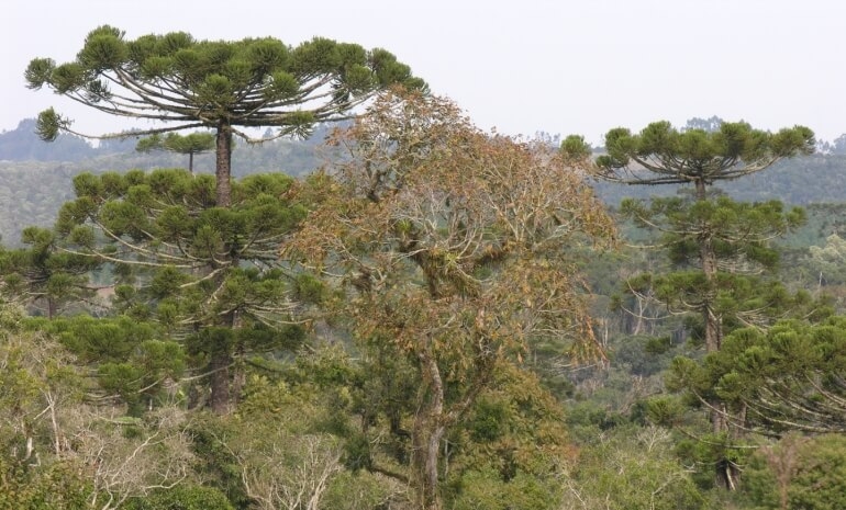 O que é Área de Relevante Interesse Ecológico (ARIE)