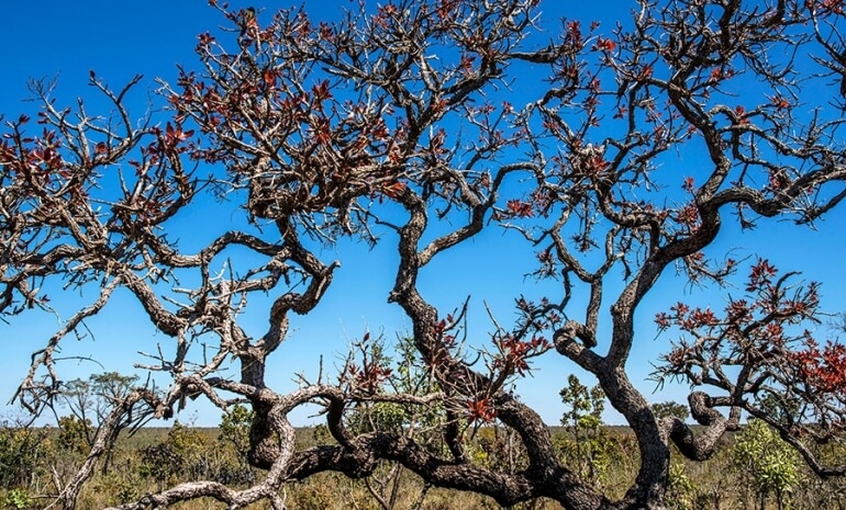 Parque Nacional das Emas 60 Anos - I