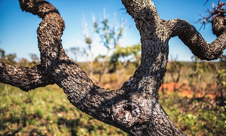 Saiba mais sobre o Cerrado - Parte II