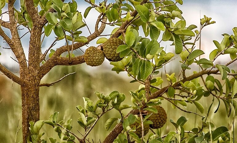 Saiba mais sobre o Cerrado - Parte IV