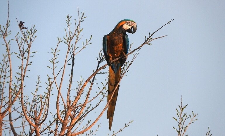 Saiba mais sobre o Cerrado - Parte V