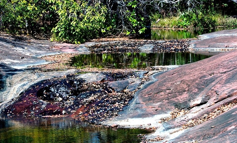 Saiba mais sobre o Cerrado - Parte VI
