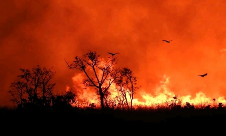 Um Dia da Árvore sem muito o que comemorar